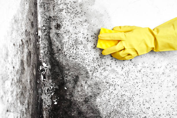 Best Commercial Mold Removal  in Siesta Acres, TX