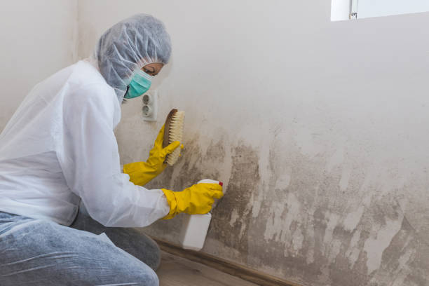 Mold Removal Process in Siesta Acres, TX