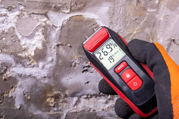 Mold Removal Process in Siesta Acres, TX