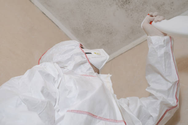 Best Mold Damage Repair  in Siesta Acres, TX