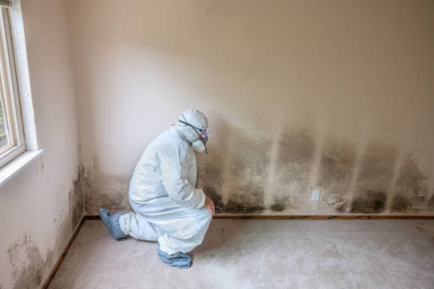 Best Mold Removal Company Near Me  in Siesta Acres, TX