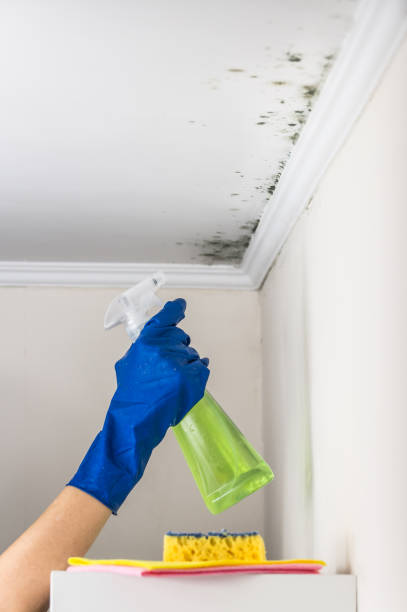 Attic Mold Removal in Siesta Acres, TX